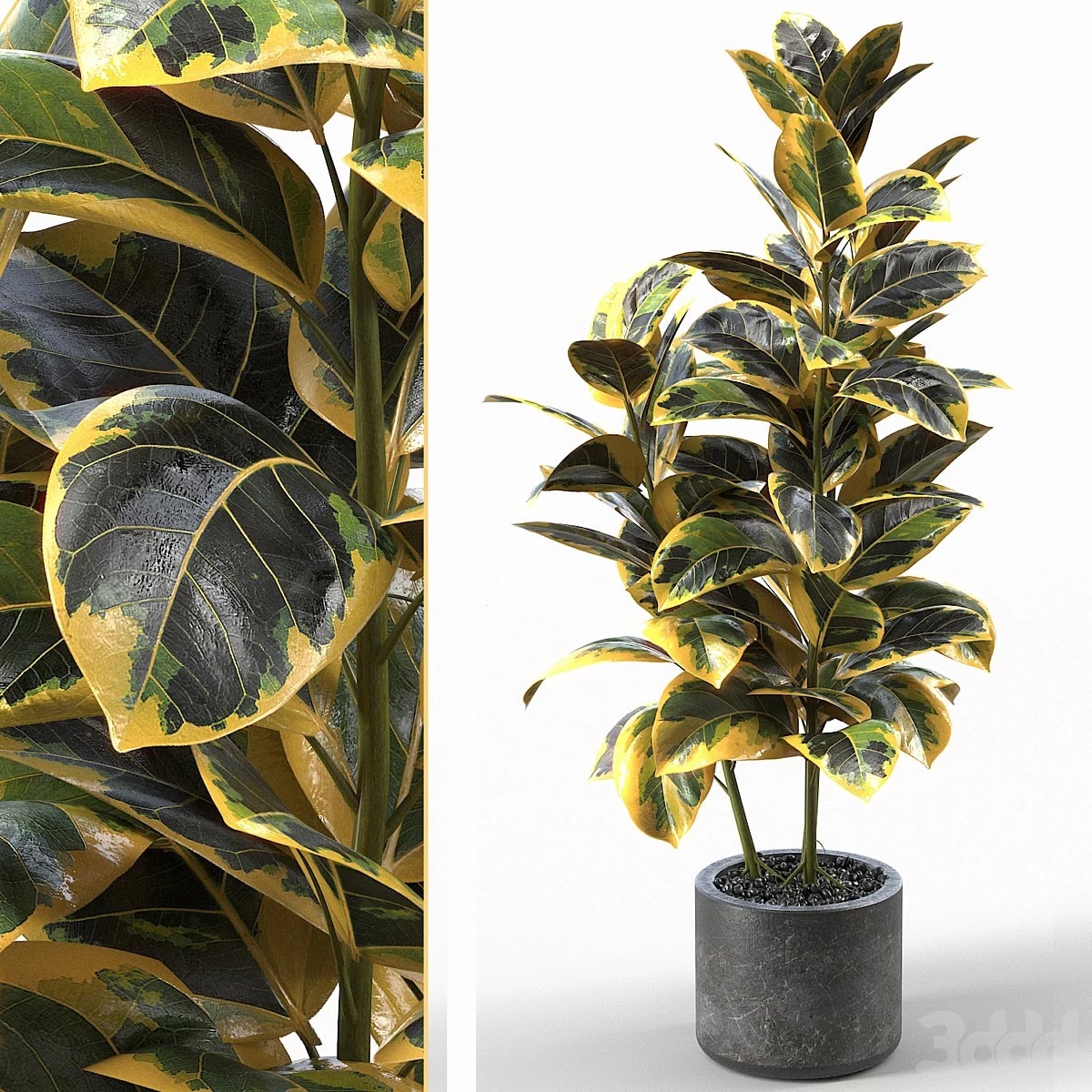 Rubber Tree 004