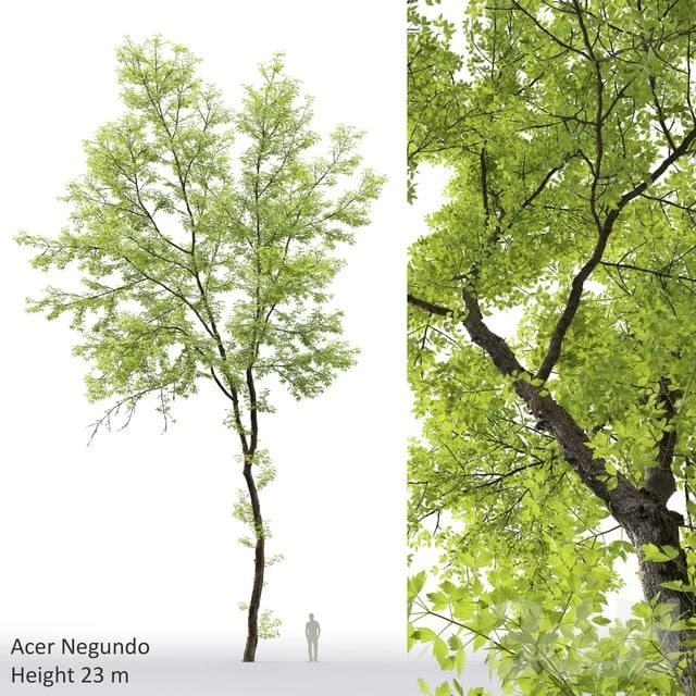 Ash - Acer negundo(23m) #1