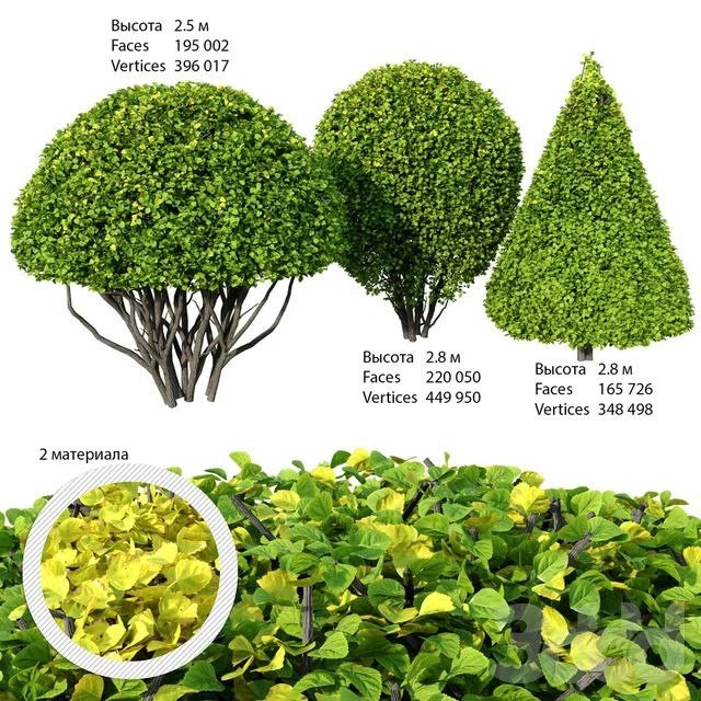 Shrubs