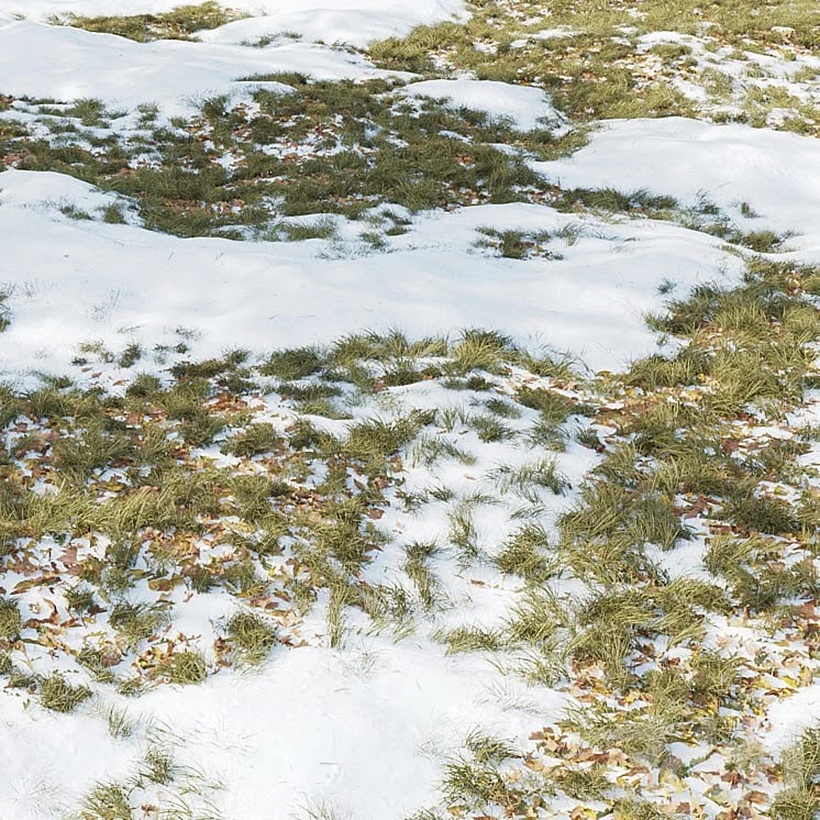 Winter Grass 01