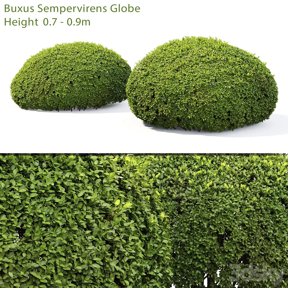 Buxus