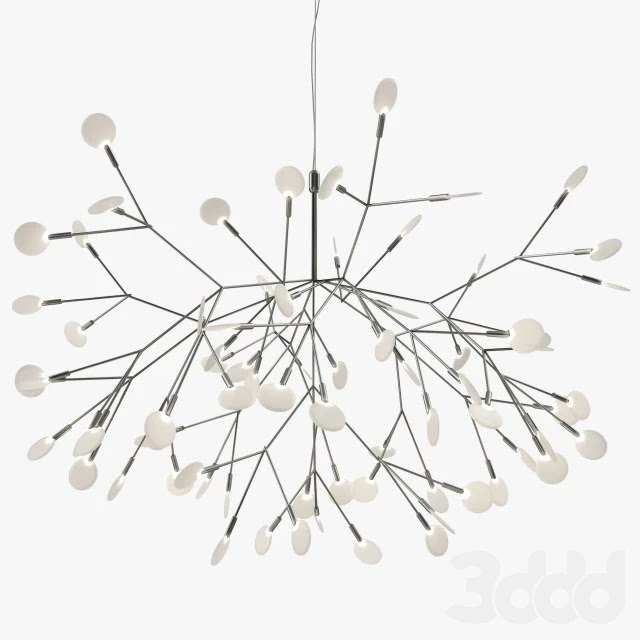 Heracleum