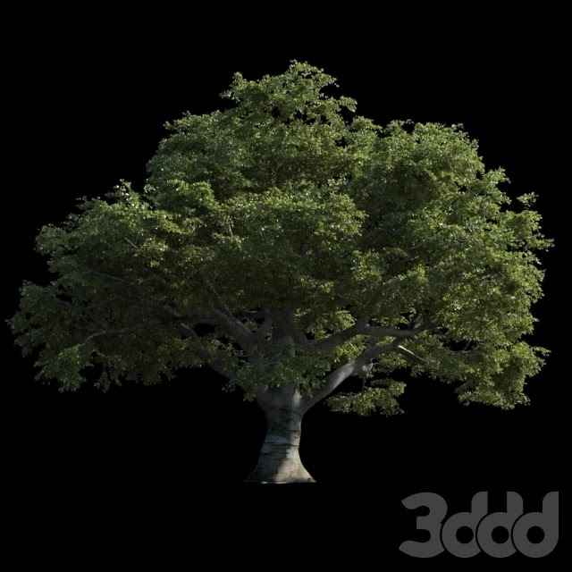 Beech great Razlog