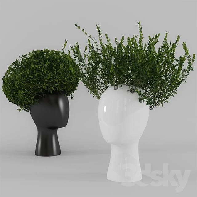 head Plant