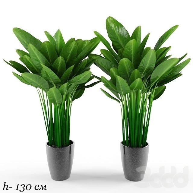 Plant