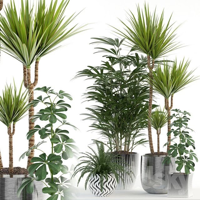 Plants collection 90