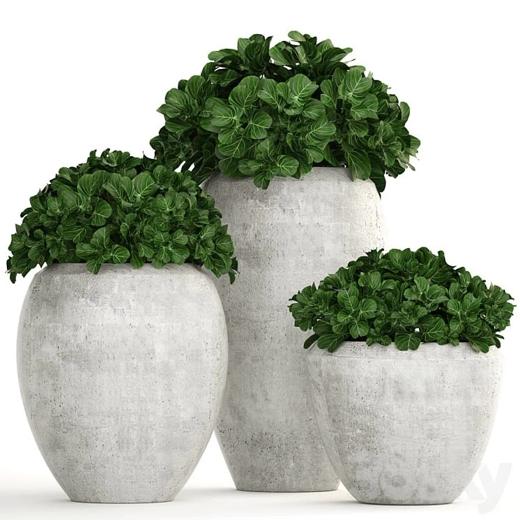 Collection of plants 146. Bush, bushes, garden plants, concrete pot, flowerpot, outdoor, decorative