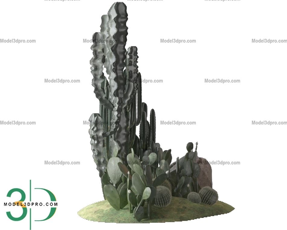 Tree Nghia House 02 cactus plants