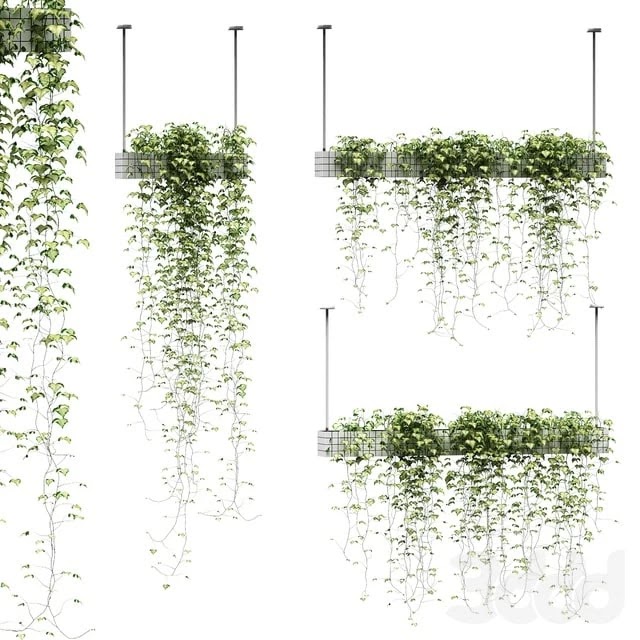 Ivy in hanging pots. 3 models