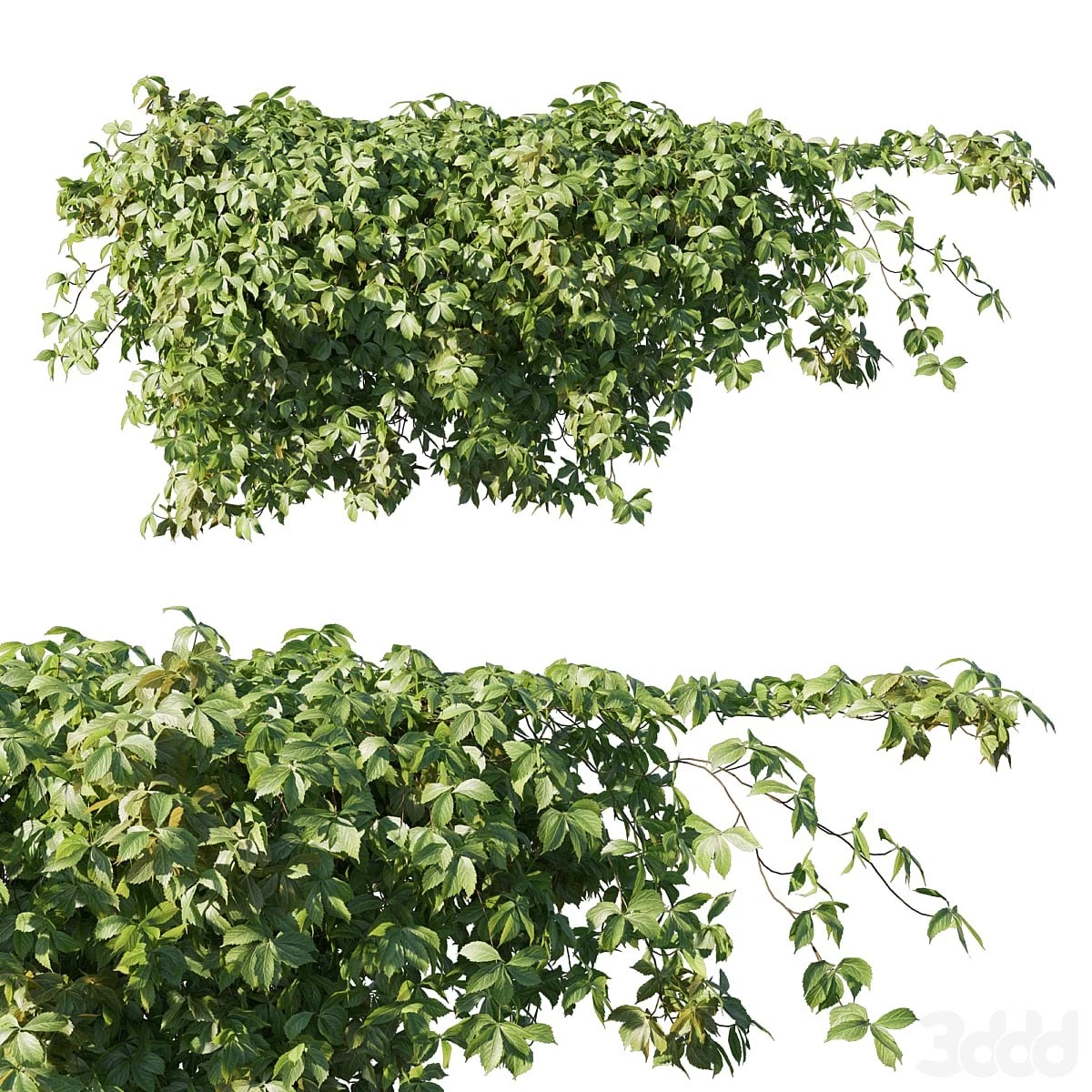 Virginia creeper
