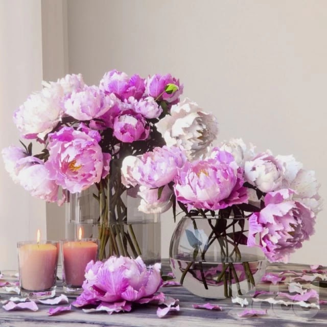 Peonies