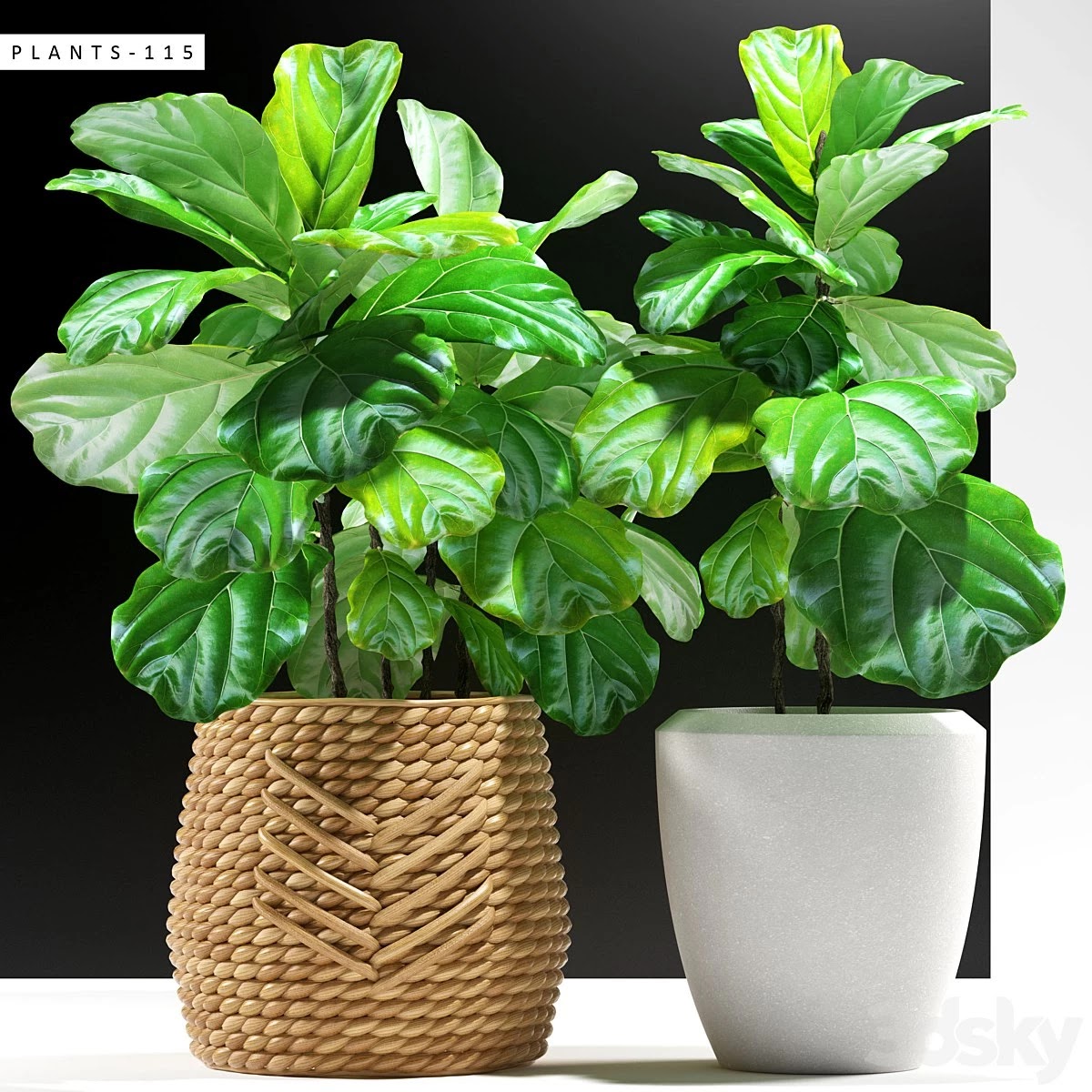 PLANTS 115