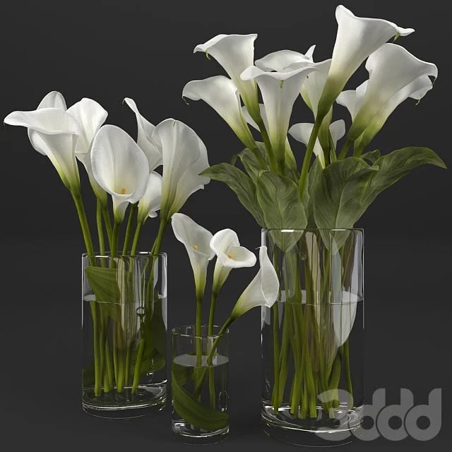 Cella lily