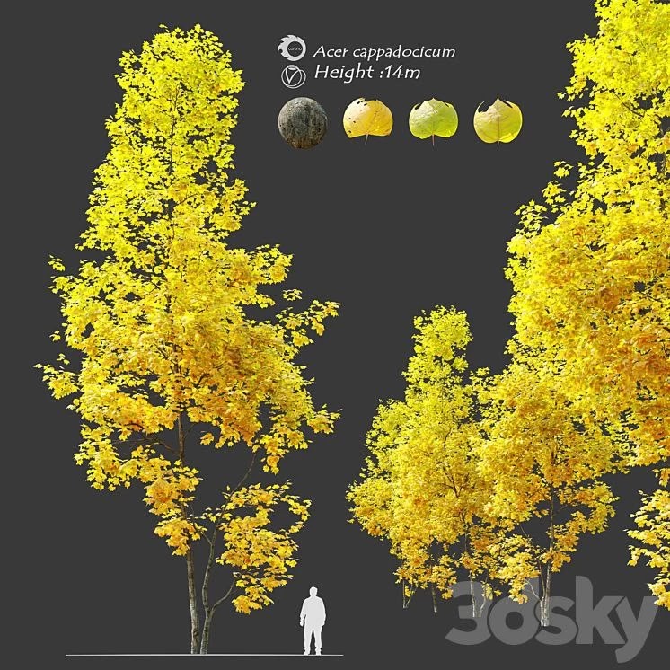 Autumn Acer cappadocicum (coliseum maple)