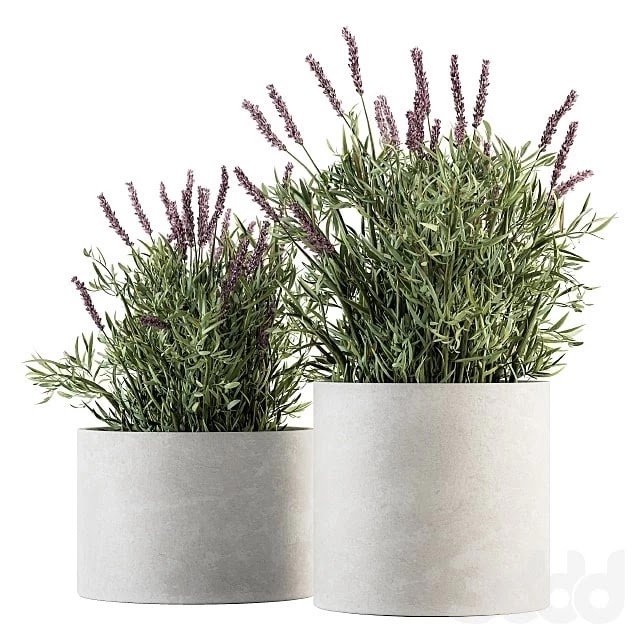 indoor Plant Set 183 - Lavender Bush
