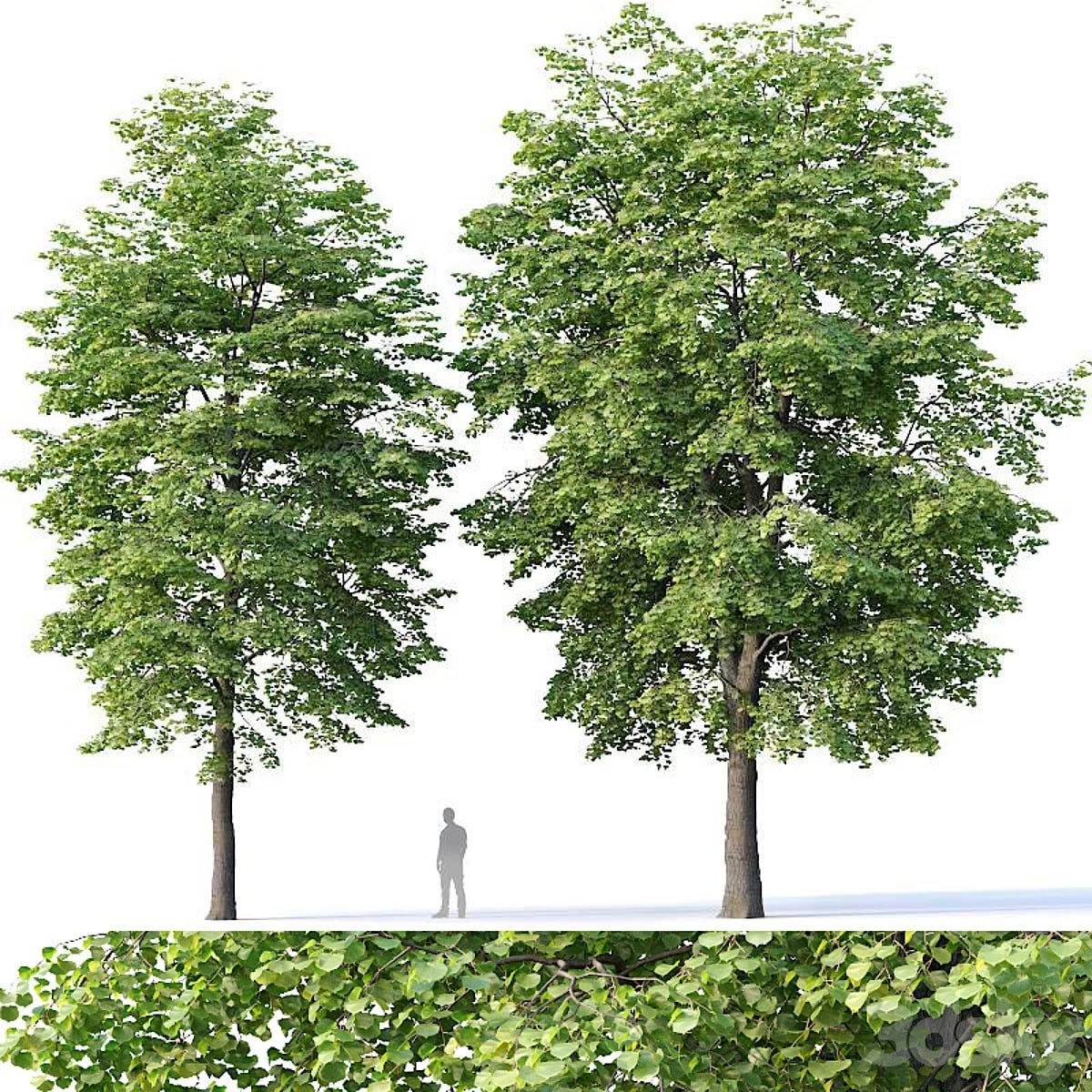 Tilia europaea # 4 H12-14m Two tree set