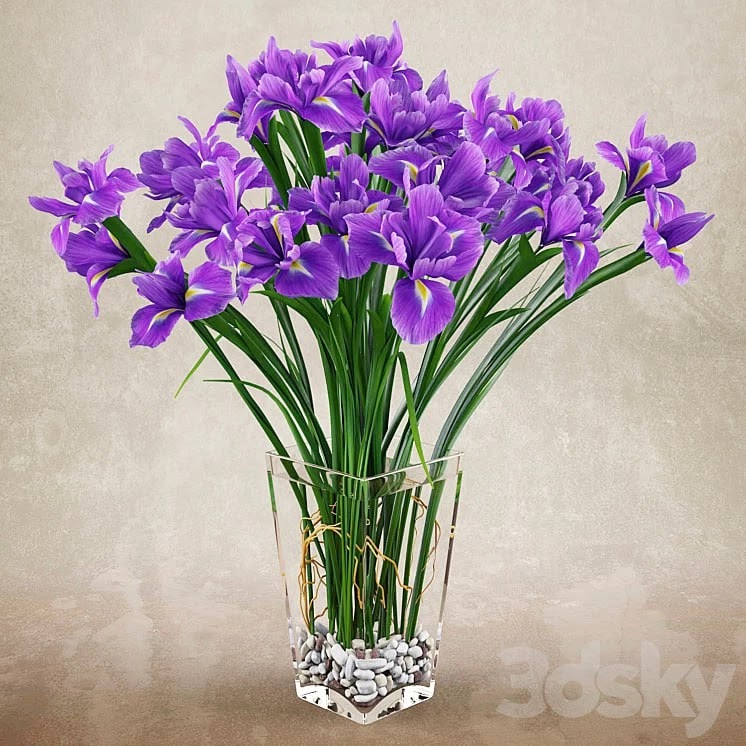 Irises 2