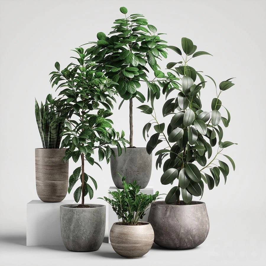Plants Set 10