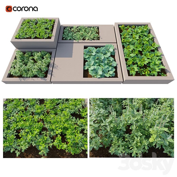 Rooftop Kitchen Garden