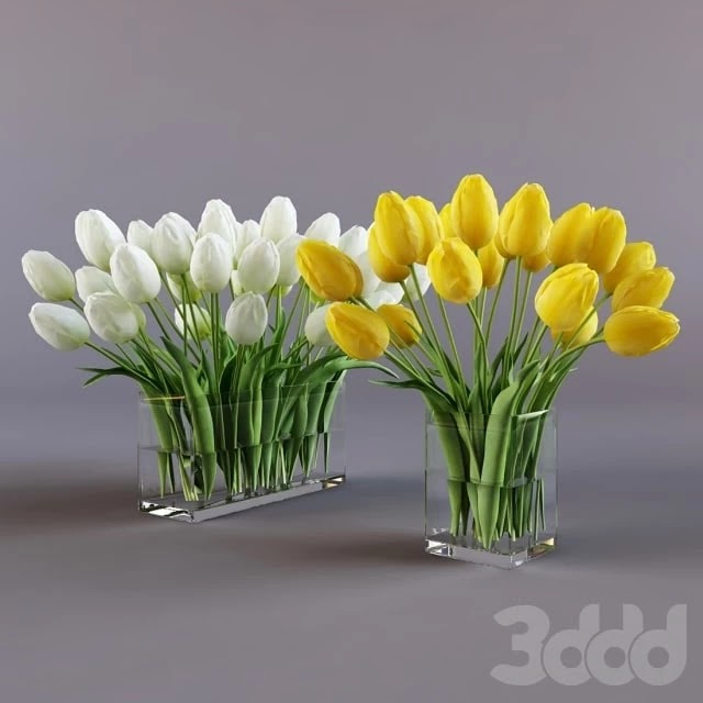 White and yellow tulips