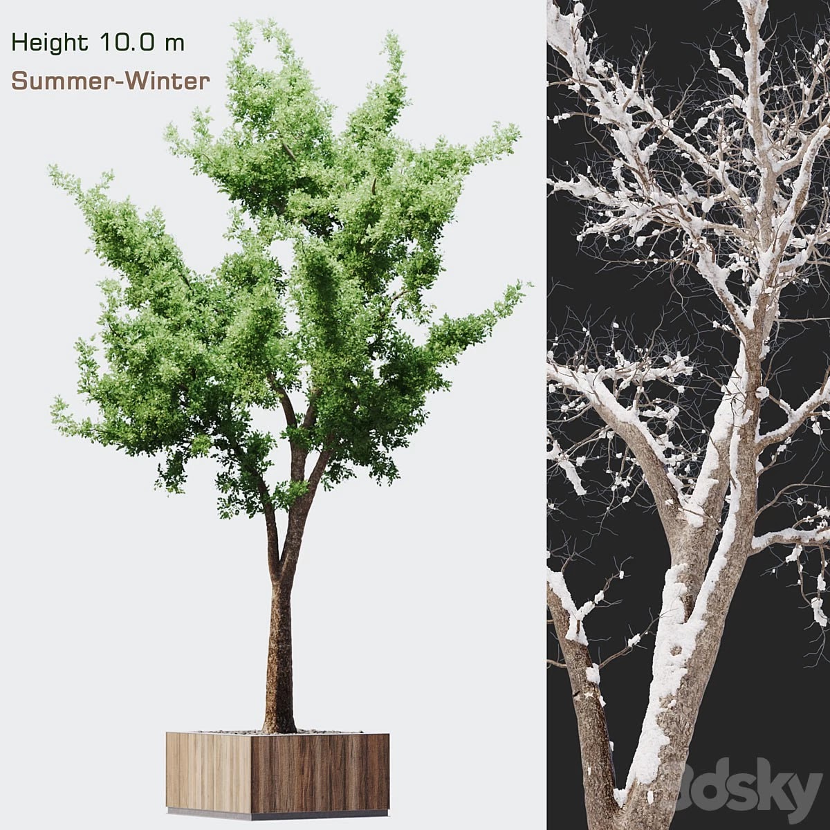 Tree summer-winter
