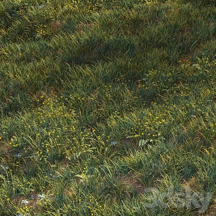 June grass