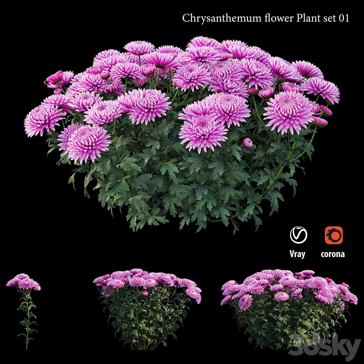 Chrysanthemum flower plant set 01