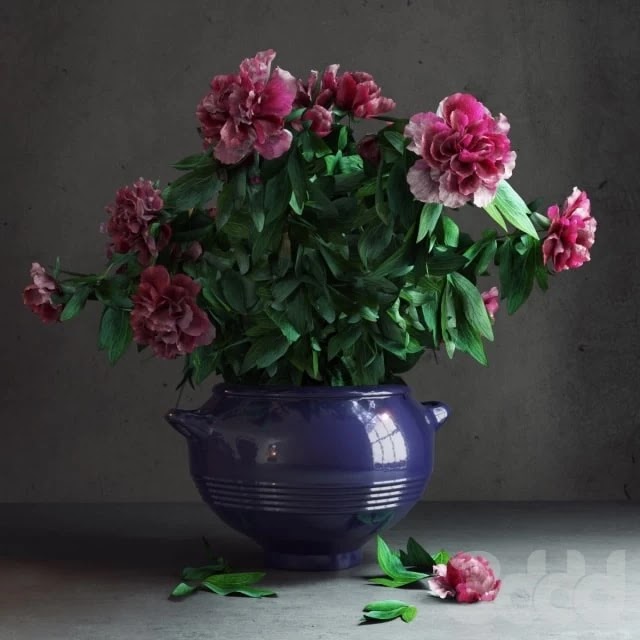 Peony Garden