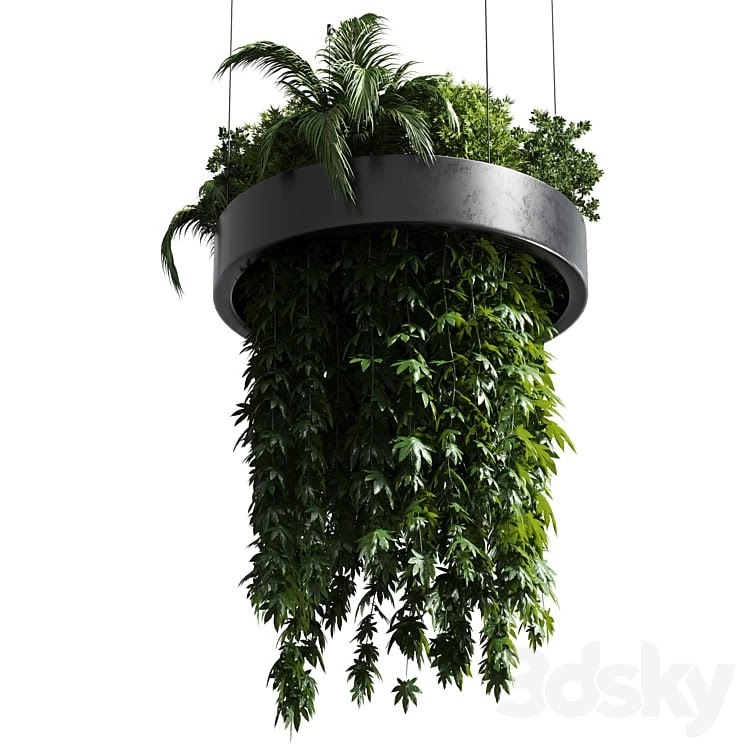 Hanging plant - indoor plant 292
