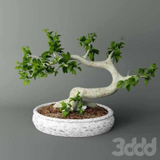 Bonsai Mayogi