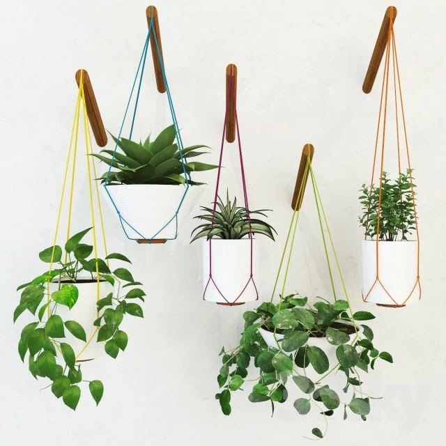 Set Plant