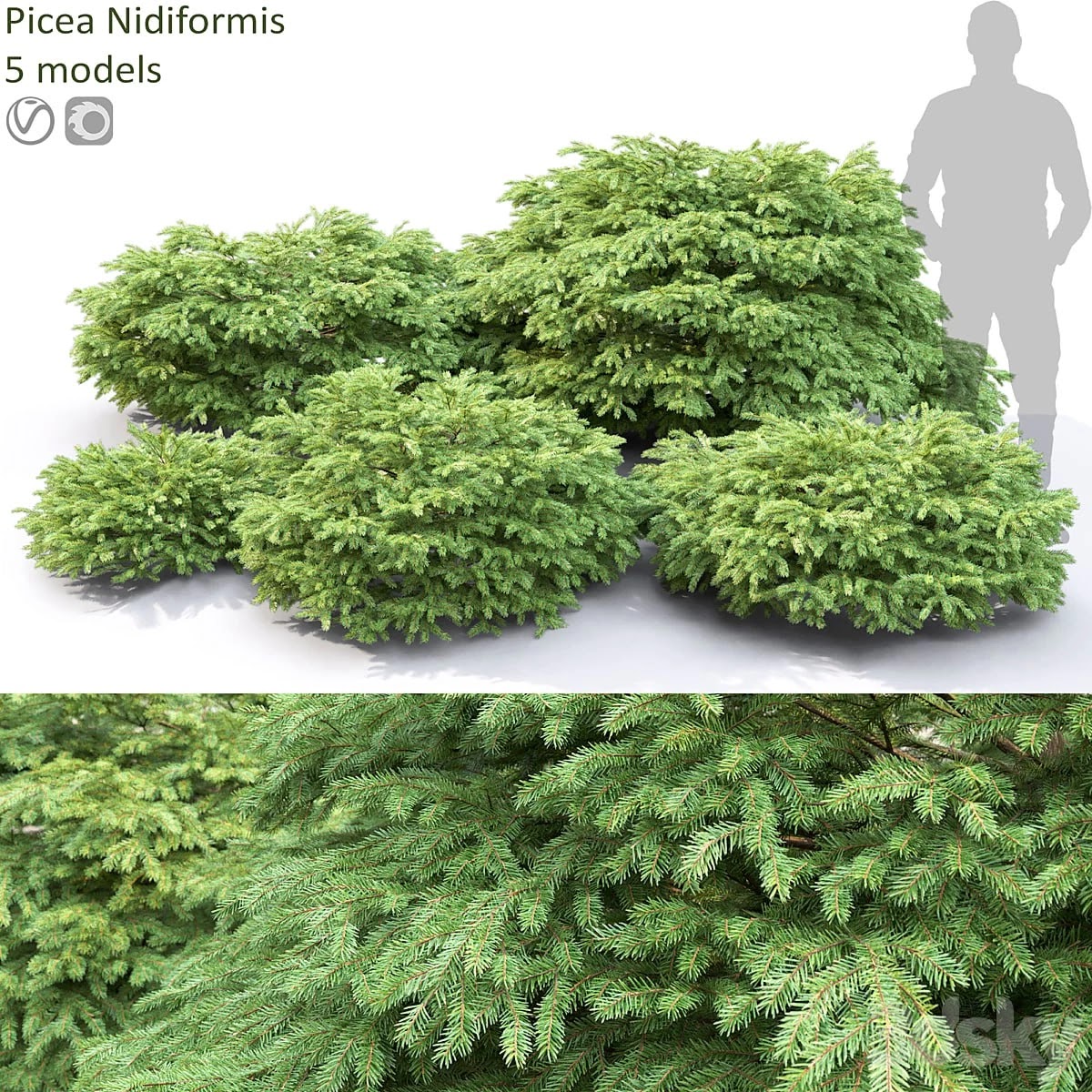 Picea