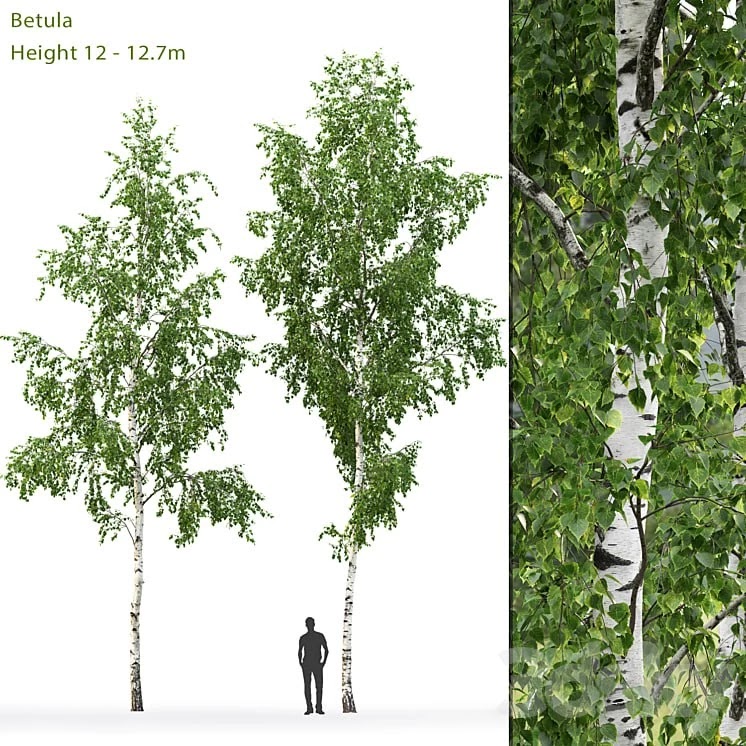 Birch