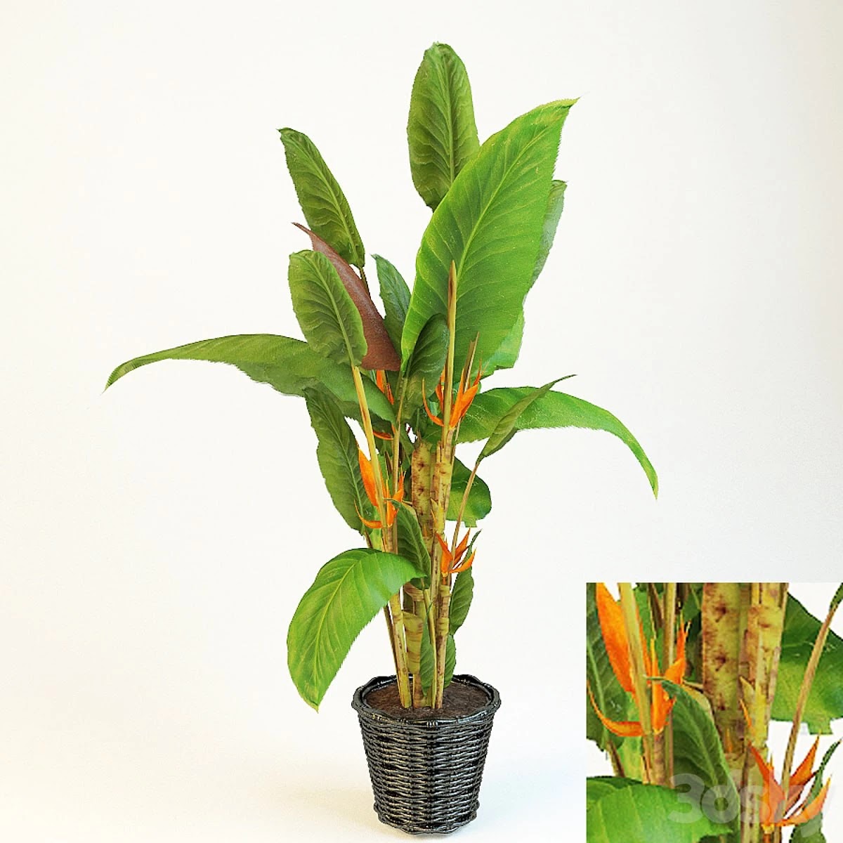 strelitzia