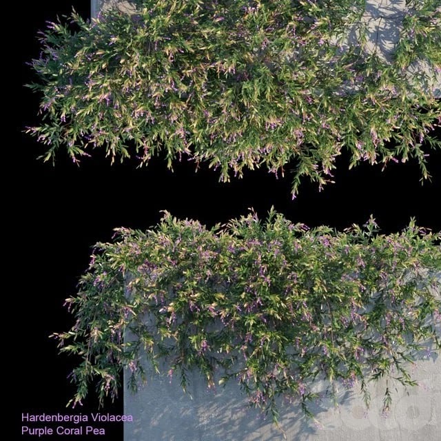 Purple Coral Pea Creeper
