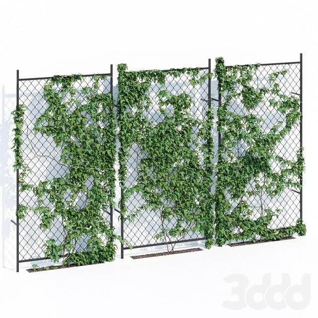 Ivy wall two