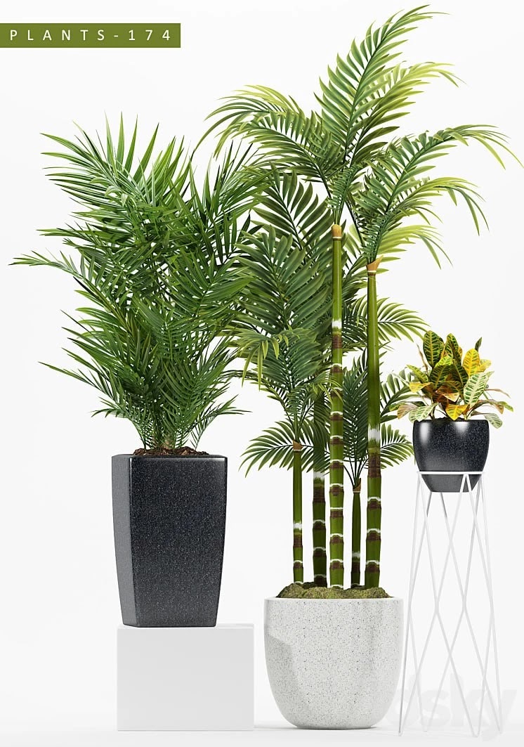 PLANTS 174