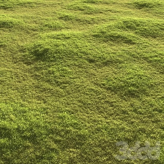 Garden grass