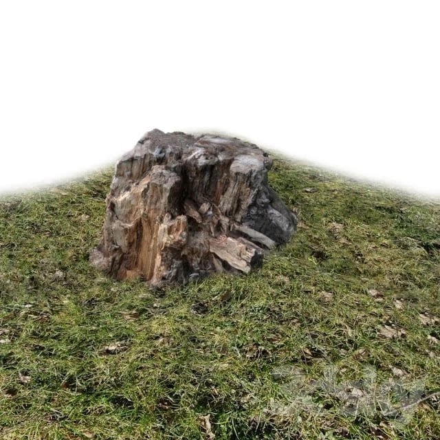 Stump, wood exterior