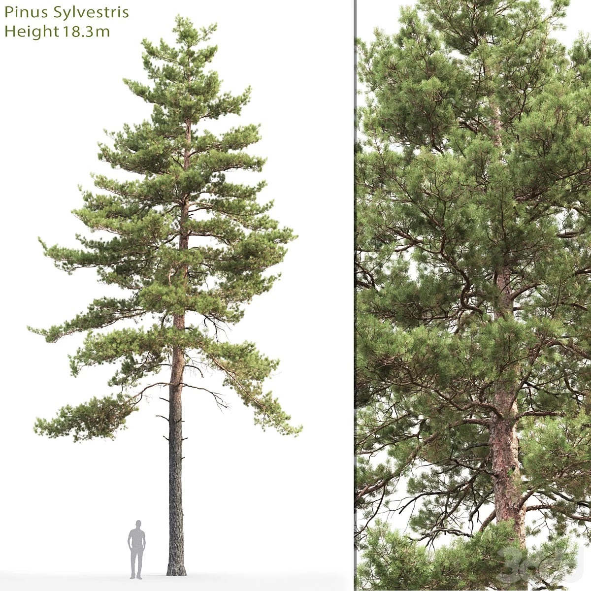 Pine