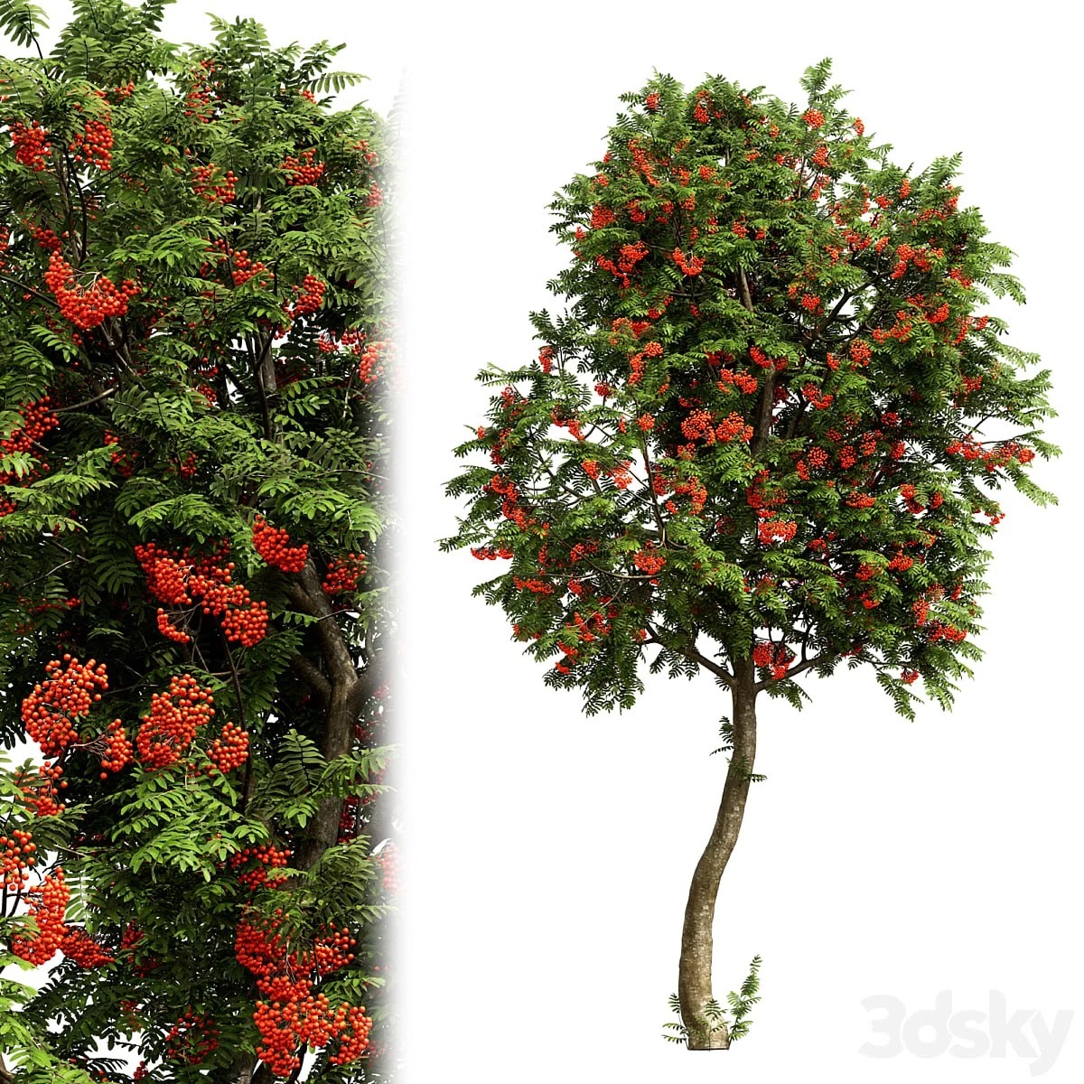 Rowan #03