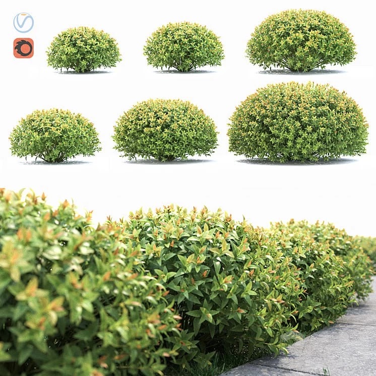 Spiraea japonica