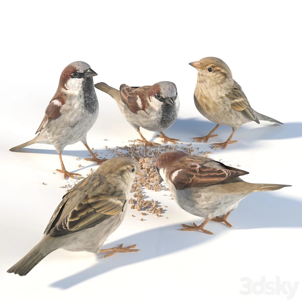House Sparrow / 1