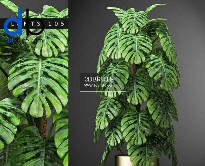 1619478792022 plants 105 model