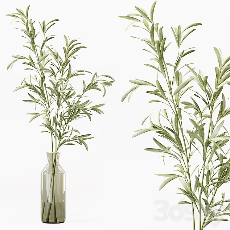 Collection Indoor Plants 016