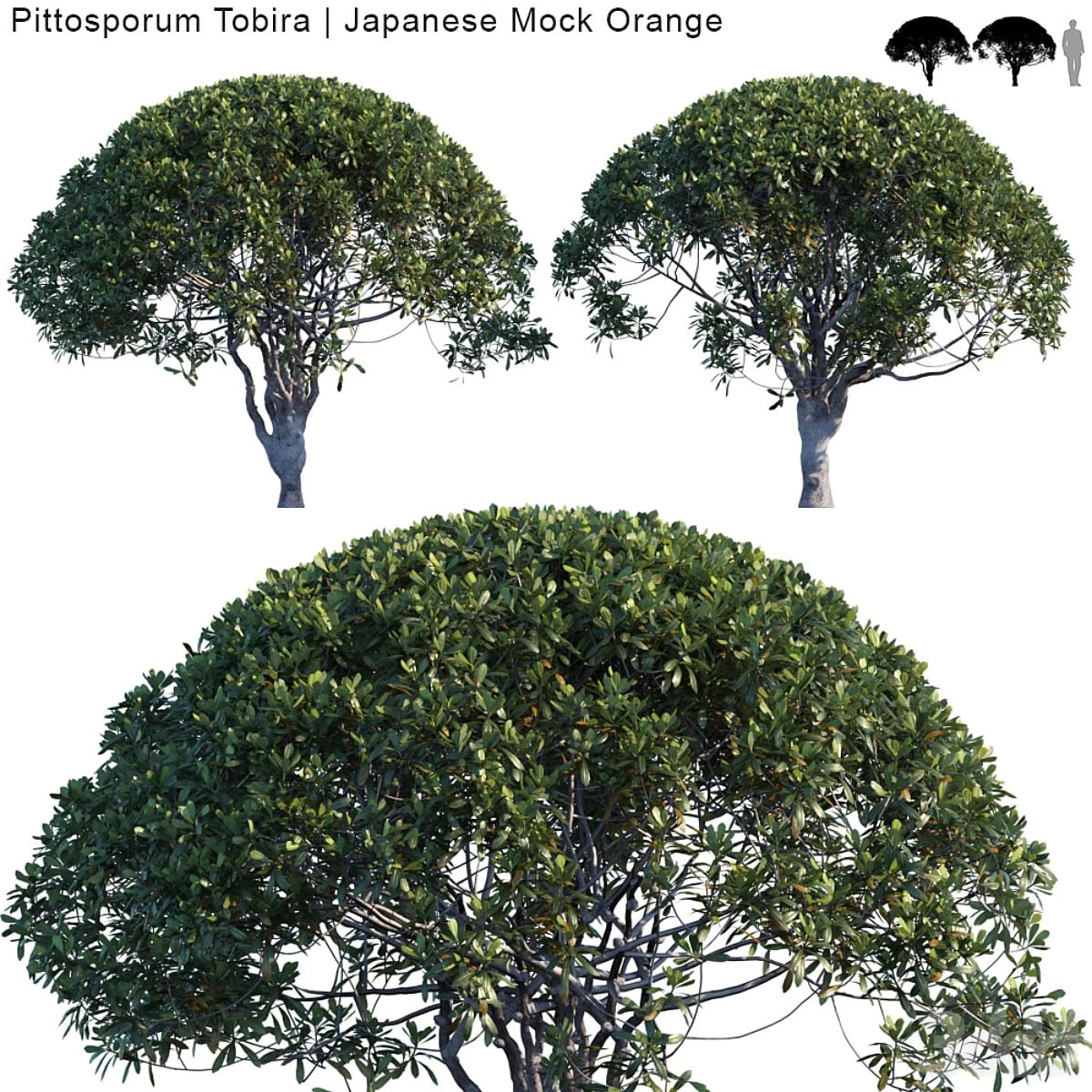 Pittosporum Tobira | Japanese Mock Orange var 2