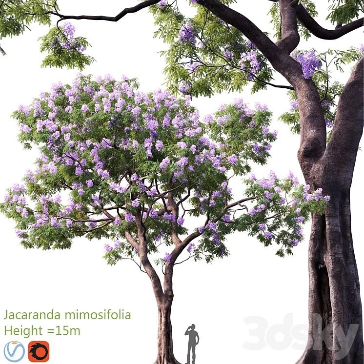 Jacaranda mimosifolia | Height = 15m #3