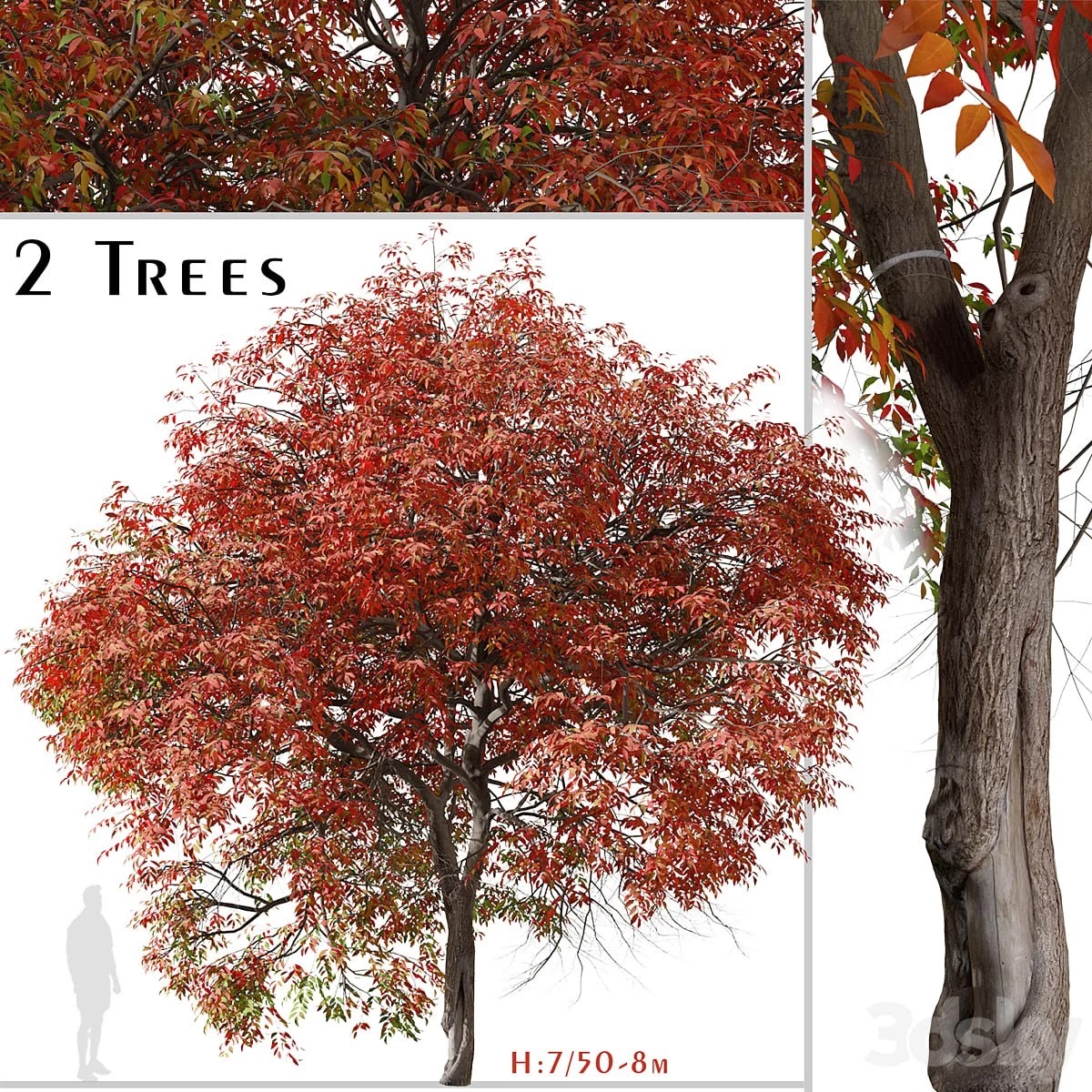 Set of Chinese pistache Tree (Pistacia chinensis) (2 Trees)