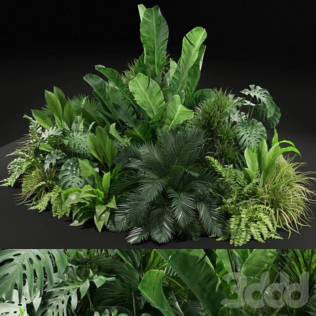 Plants collection 445
