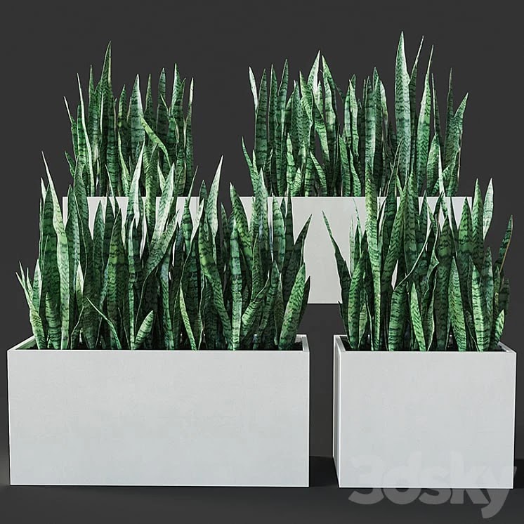 Sansevieria 3